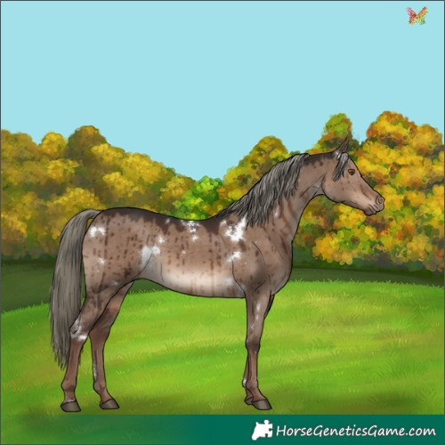 Horse Color:White Spotted Liver Red Dun Mushroom Rabicano Brindle 
