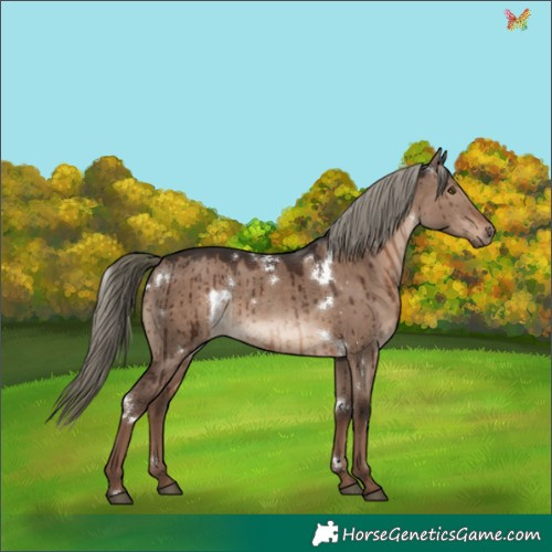Horse Color:White Spotted Liver Red Dun Mushroom Rabicano Brindle 