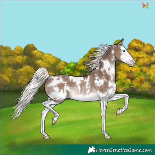 Horse Color:White Spotted Liver Red Dun Mushroom Splash Rabicano
