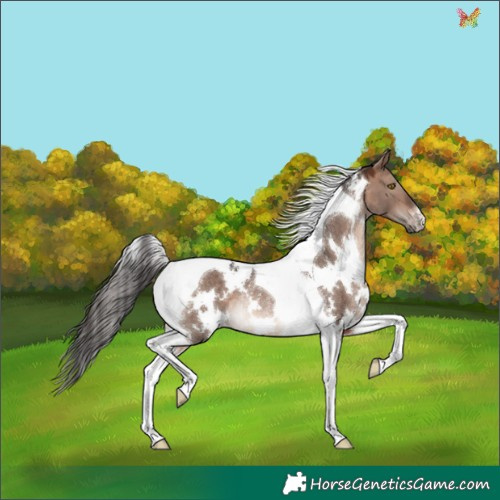 Horse Color:White Spotted Brown Dun Mushroom Tobiano Rabicano 