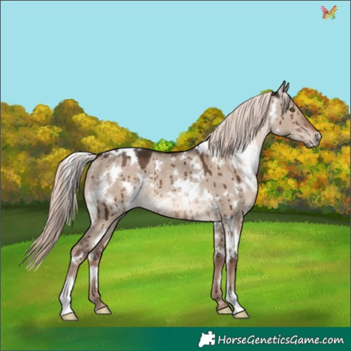 Horse Color:White Spotted Liver Red Dun Mushroom Rabicano Brindle 