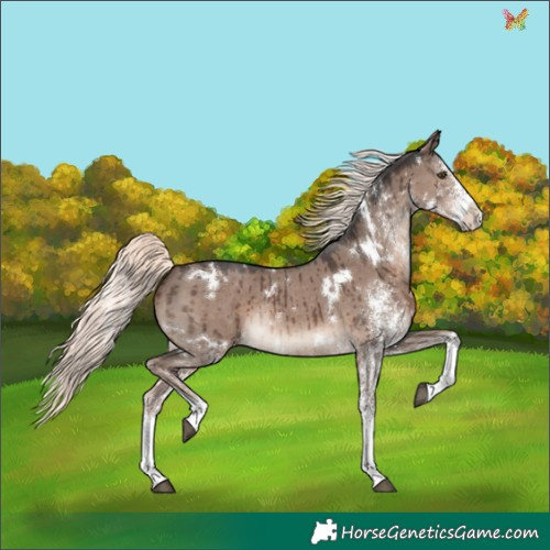 Horse Color:White Spotted Liver Red Dun Mushroom Rabicano Brindle 