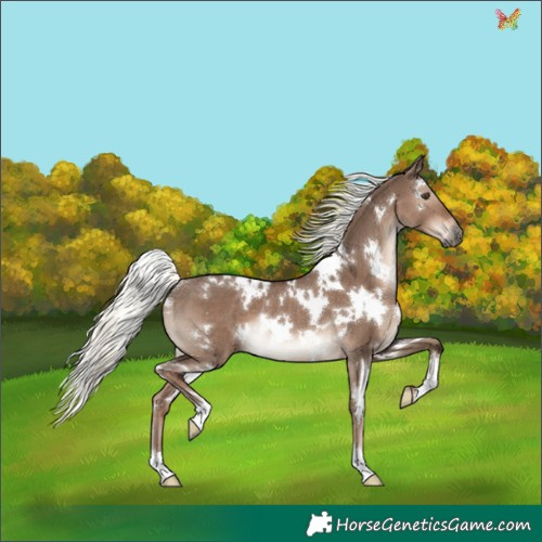 Horse Color:White Spotted Liver Red Dun Mushroom Rabicano 