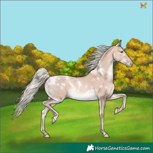 Horse Color:White Spotted Gold Champagne Dun Mushroom Rabicano
