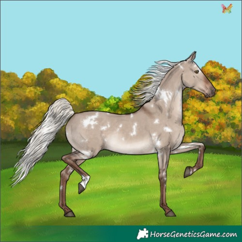 Horse Color:White Spotted Liver Red Dun Mushroom Rabicano