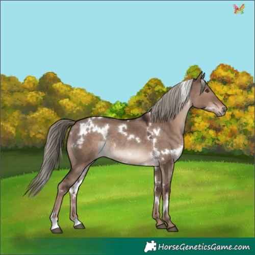 Horse Color:White Spotted Liver Red Dun Mushroom Rabicano 