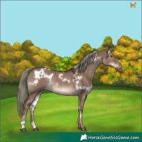 Horse Color:White Spotted Liver Red Dun Mushroom Rabicano 