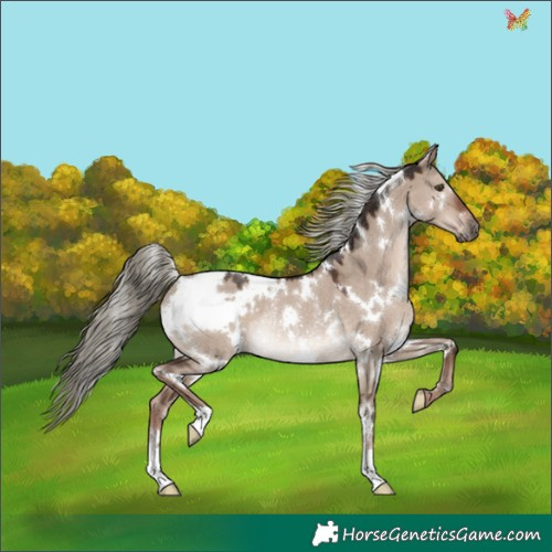 Horse Color:White Spotted Liver Red Dun Mushroom Rabicano
