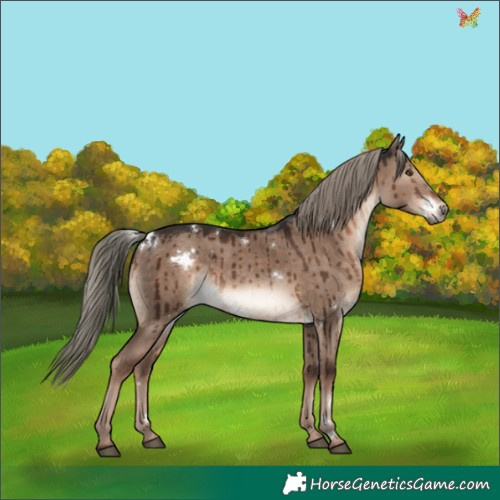 Horse Color:White Spotted Liver Red Dun Mushroom Rabicano Brindle 
