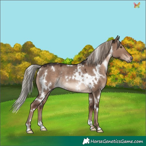 Horse Color:White Spotted Liver Red Dun Mushroom Rabicano