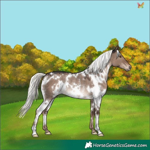 Horse Color:White Spotted Liver Red Dun Mushroom Rabicano
