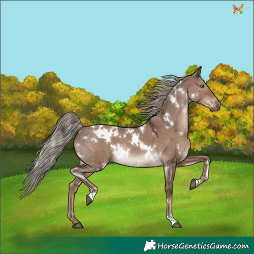 Horse Color:White Spotted Liver Red Dun Mushroom Rabicano 