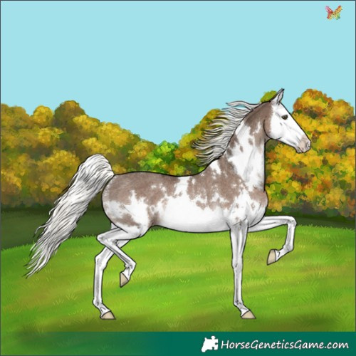 Horse Color:White Spotted Liver Red Dun Mushroom Splash Rabicano 