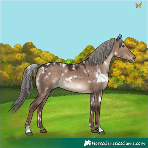 Horse Color:White Spotted Liver Red Dun Mushroom Rabicano