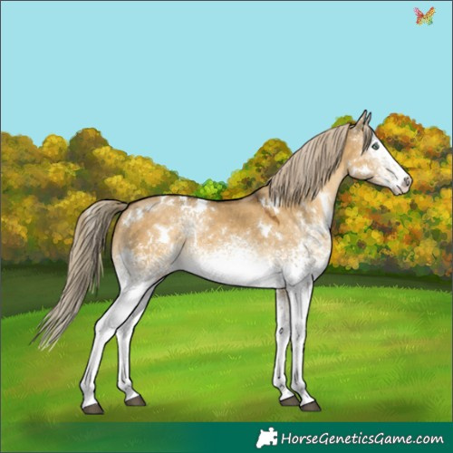 Horse Color:White Spotted Chocolate Palomino Dun Mushroom Rabicano