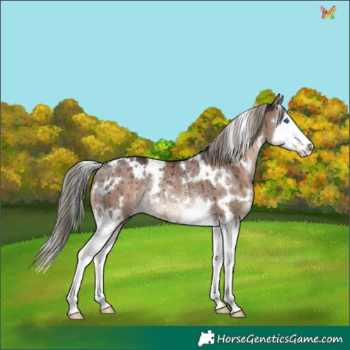 Horse Color:White Spotted Liver Red Dun Mushroom Splash Rabicano Brindle 