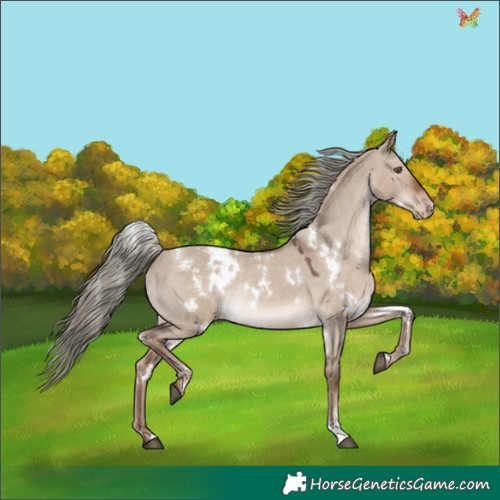 Horse Color:White Spotted Liver Red Dun Mushroom Appaloosa Rabicano 