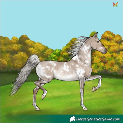 Horse Color:White Spotted Liver Red Dun Mushroom Rabicano 