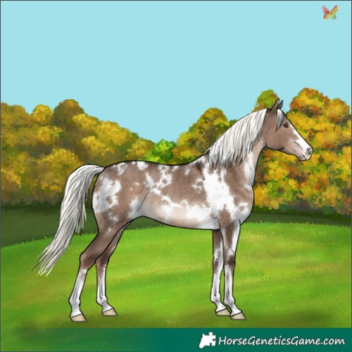 Horse Color:White Spotted Liver Red Dun Mushroom Rabicano 