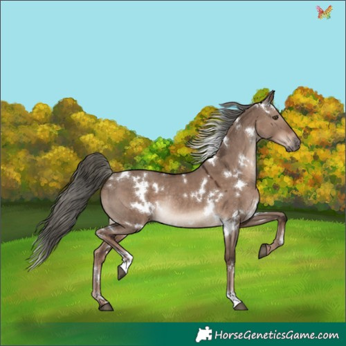 Horse Color:White Spotted Liver Red Dun Mushroom Rabicano 