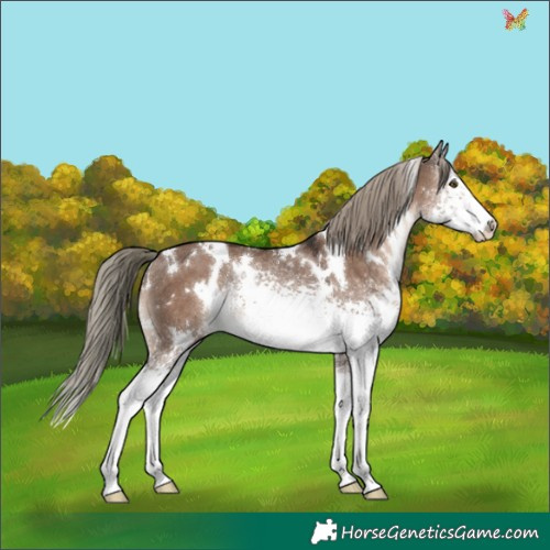 Horse Color:White Spotted Liver Red Dun Mushroom Rabicano