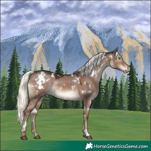 Horse Color:White Spotted Liver Red Dun Mushroom Rabicano 