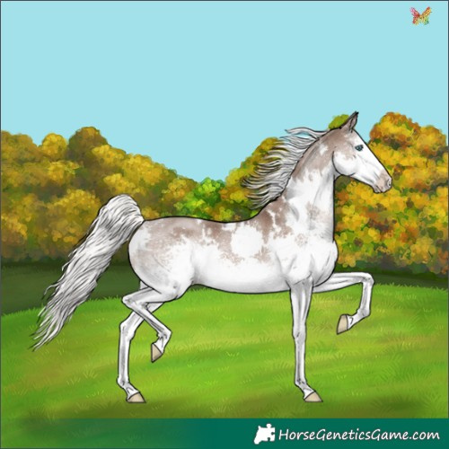 Horse Color:White Spotted Liver Red Dun Mushroom Splash Rabicano 