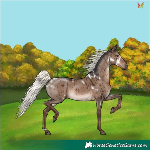 Horse Color:White Spotted Liver Red Dun Mushroom Rabicano Brindle 