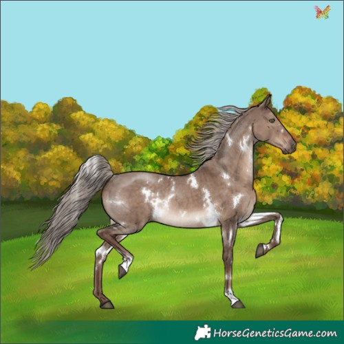 Horse Color:White Spotted Liver Red Dun Mushroom Rabicano Brindle 