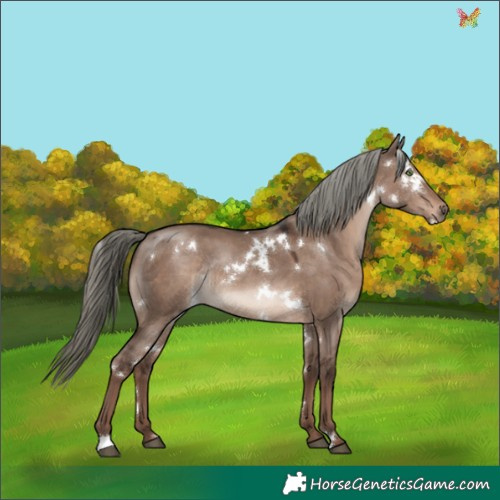 Horse Color:White Spotted Liver Red Dun Mushroom Rabicano 