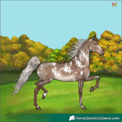 Horse Color:White Spotted Liver Red Dun Mushroom Rabicano 