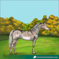 Horse Color:White Spotted Liver Red Dun Mushroom Rabicano Brindle 