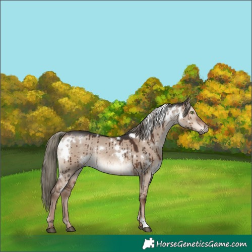 Horse Color:White Spotted Liver Red Dun Mushroom Rabicano Brindle 