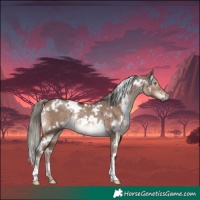 Horse Color:White Spotted Liver Red Dun Mushroom Rabicano Brindle 