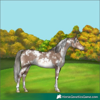 Horse Color:White Spotted Liver Red Dun Mushroom Rabicano Brindle 