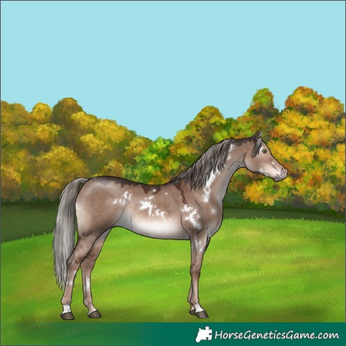 Horse Color:White Spotted Liver Red Dun Mushroom Rabicano 