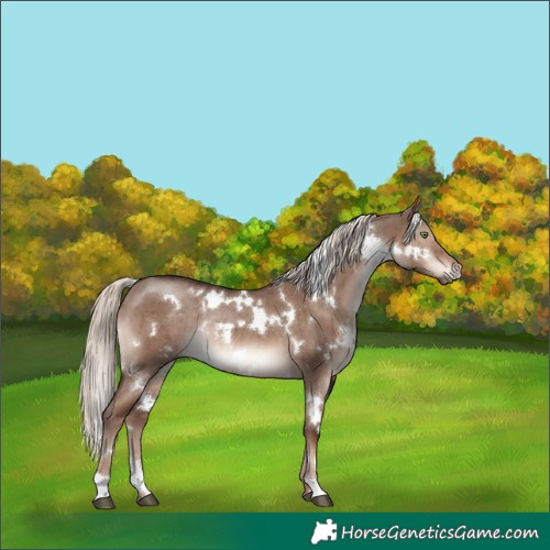 Horse Color:White Spotted Liver Red Dun Mushroom Rabicano Brindle 