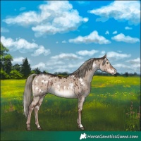 Horse Color:White Spotted Liver Red Dun Mushroom Rabicano Brindle