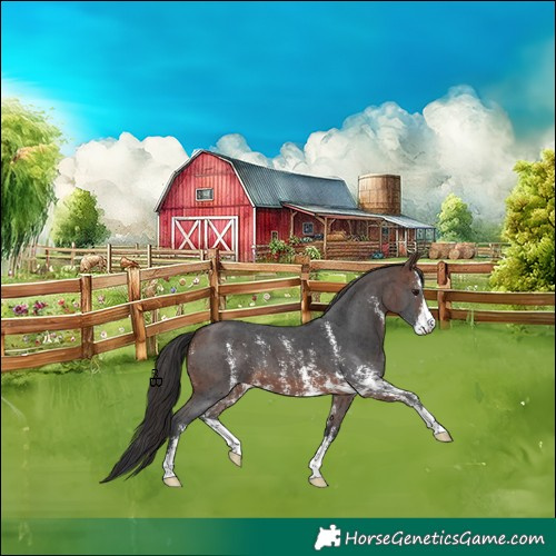 Horse Color:Brown Sabino 
