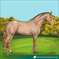 Horse Color:Red Roan Splash Appaloosa 