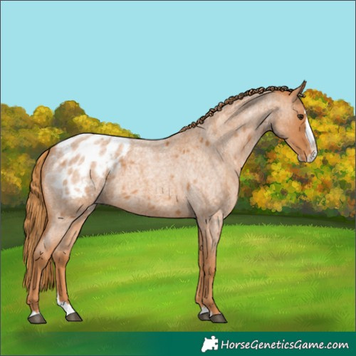 Horse Color:Red Roan Splash Appaloosa