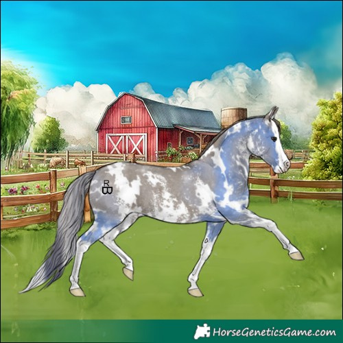 Horse Color:White Spotted Smoky Grullo Sabino Splash Varnish Rabicano 