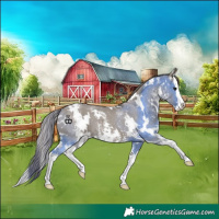 Horse Color:White Spotted Smoky Grullo Sabino Splash Varnish Rabicano 