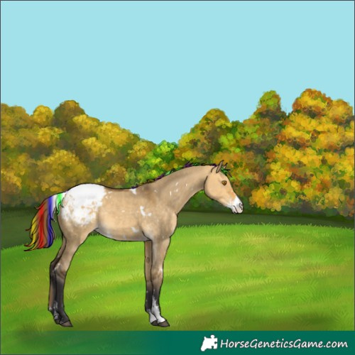 Horse Color:Painted White Spotted Buckskin Dun Sabino Snowcap Rabicano 