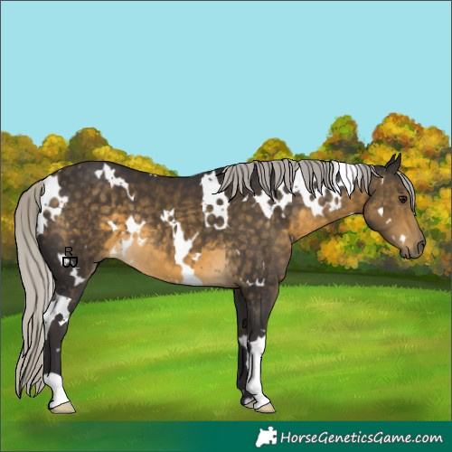 Horse Color:White Spotted Silver Buckskin 