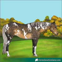 Horse Color:White Spotted Silver Buckskin 