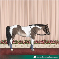 Horse Color:Brown Dun Tobiano Rabicano 