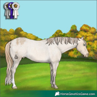 Horse Color:Sable Cream Champagne Roan Appaloosa Rabicano