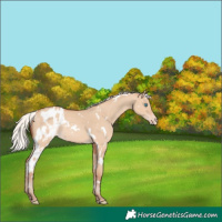 Horse Color:White Spotted Silver Sable Champagne Dun Appaloosa Rabicano 