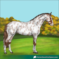 Horse Color:Red Roan Splash Appaloosa